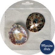 8730-45-P8 - Craft Pack - Polished Limpet Shells